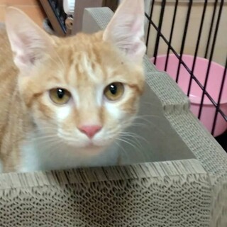 胸の出っ張りは個性！眉毛柄のイケメンくん