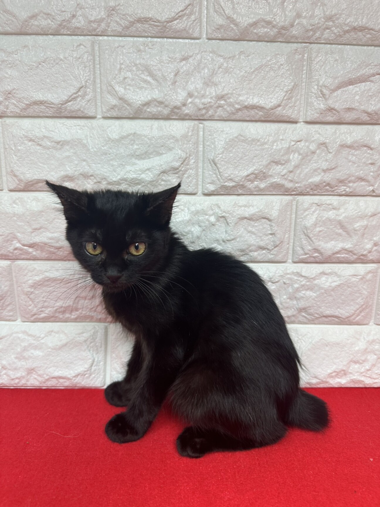 黒猫2か月半！めちゃくち」東京都 - 猫の里親募集(537233