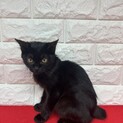黒猫2か月半！めちゃくちゃクールに甘える❤ミント