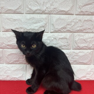 黒猫2か月半！めちゃくちゃクールに甘える❤ミント