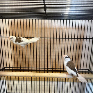 【交渉中】十姉妹の里親さんを募集