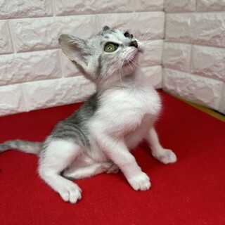 グレー白2か月半！オモチャ大好き人慣れ抜群❤ポヨ