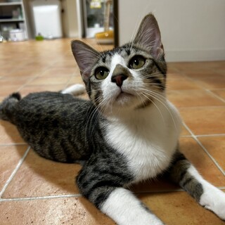 ケージから真っ先に飛び出す賑やかな子