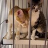 ケージから真っ先に飛び出す賑やかな子 サムネイル2