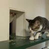 ケージから真っ先に飛び出す賑やかな子 サムネイル3