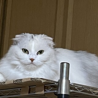 おっとりしたスコティッシュのこ