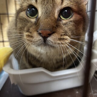 飼い主と別れ失意の底にいるけどがんばってるサンくん