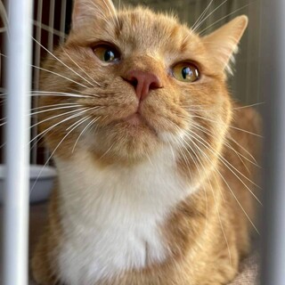 *エイズ*大人しく、人にも猫にも優しいトラジくん