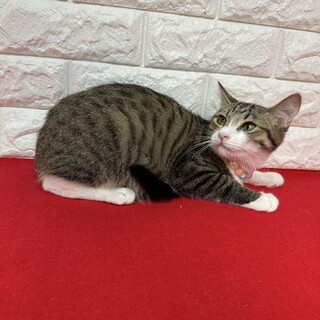 兄妹は最後まで仲がいい！2匹一緒が希望❤おたま