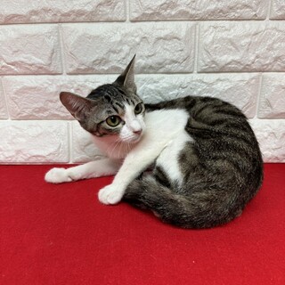 兄妹は最後まで仲がいい！2匹一緒が希望❤しゃもじ