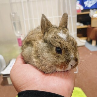 子ウサギの里親募集