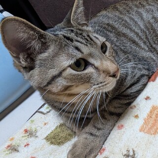 人が大好き。デレ甘の兄弟☆まひる君