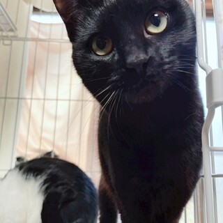 *エイズ* デレデレ甘えん坊のクロミです