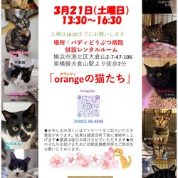 『orangeの猫たち』譲渡会in大倉山