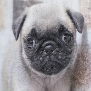 生後4ヶ月のパグの里親募集しています