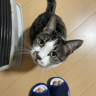 甘えん坊さんです