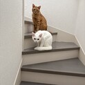 茶トラ、中毛黒猫、真っ白短毛の3匹です