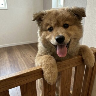 ルシルくん⭐︎3/15譲渡会参加