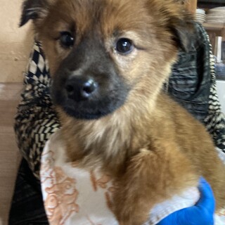 保健所からレスキュー！フワモコのスズ君！