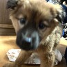 保健所からレスキュー！フワモコのスズ君！ サムネイル2