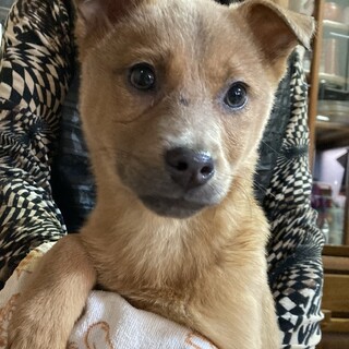 保健所からレスキュー！尻尾フリフリのルリちゃん！