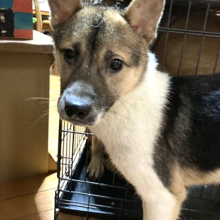 保健所からレスキュー！小さめサイズのタラちゃん