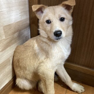 保健所からレスキュー！甘えん坊のあおば君