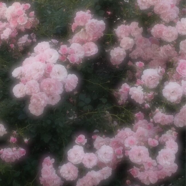 ✮⋆*のカバー写真