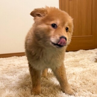 ルシイちゃん⭐︎3/15譲渡会参加