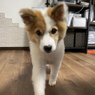 元野犬の可愛い女の子　ずっとの家族探しています。