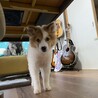元野犬の可愛い女の子　ずっとの家族探しています。 サムネイル6