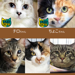 人懐っこい中猫成猫19匹★みよし市 サムネイル3