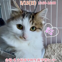 保護猫の譲渡会