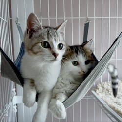 保護猫の譲渡会 サムネイル2