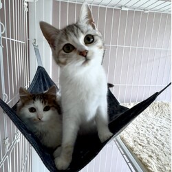 保護猫の譲渡会 サムネイル3