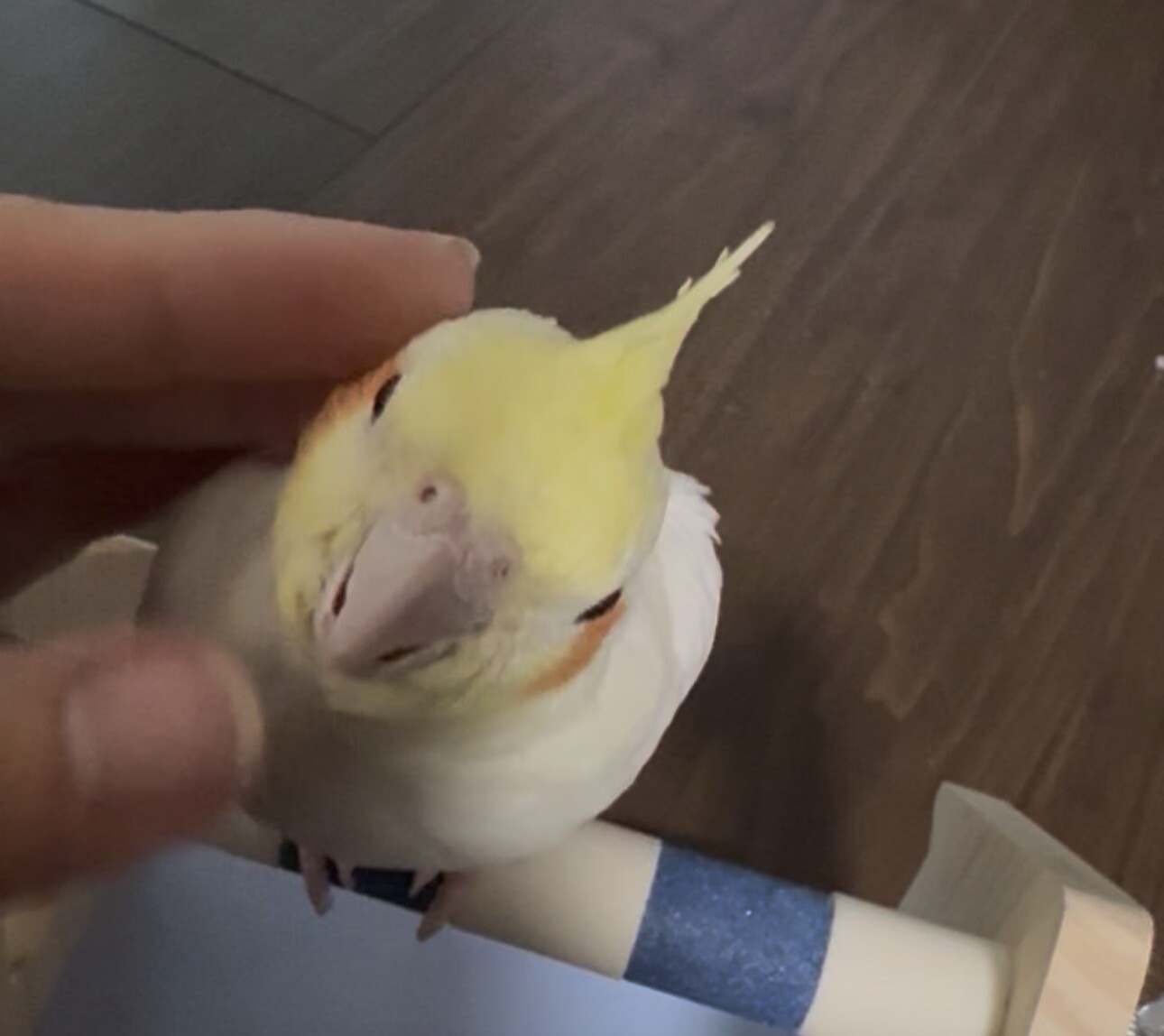 里親さん決まりました。あ...」静岡県 - 鳥の里親募集(537251) 2枚目の 