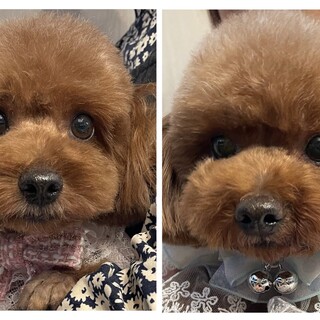 トイプードル・女の子・5歳・姉妹