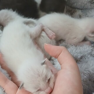 チビ猫ちゃんの里親募集中！