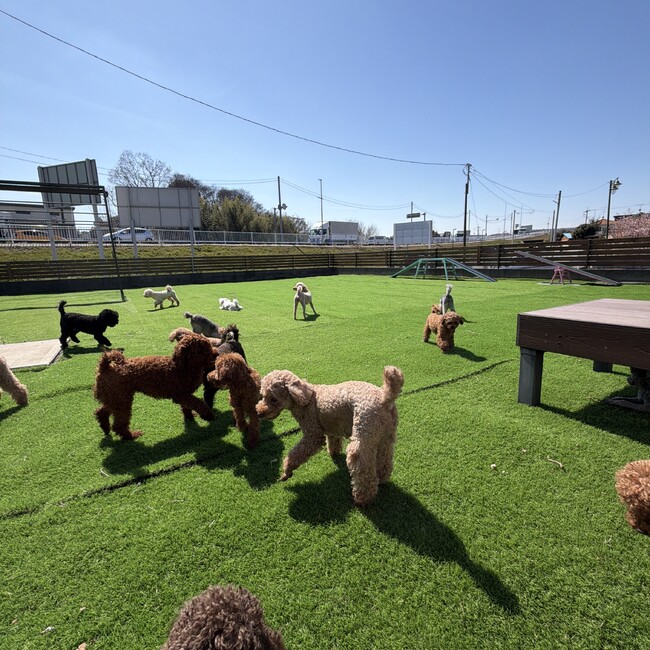 プードルベアーのカバー写真