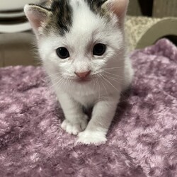 猫の譲渡会　by にゃんころ隊 4/5 サムネイル2