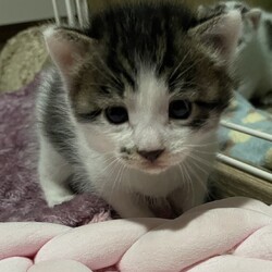 猫の譲渡会　by にゃんころ隊 4/5 サムネイル3