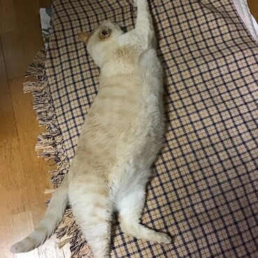 ななちゃんにそっくりなビーズアート、僕も白いけど、似てないね笑