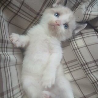 チビ猫ちゃんの里親募集中！