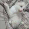 チビ猫ちゃんの里親募集中！ サムネイル2