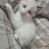 チビ猫ちゃんの里親募集中！ サムネイル3