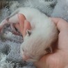 チビ猫ちゃんの里親募集中！ サムネイル4