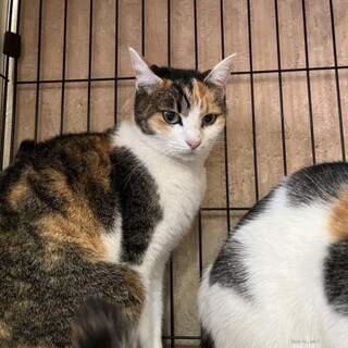 人馴れ抜群みーちゃん　ふーちゃんとペアで