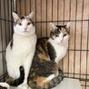 人馴れ抜群みーちゃん　ふーちゃんとペアで サムネイル2