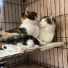 人馴れ抜群みーちゃん　ふーちゃんとペアで サムネイル3