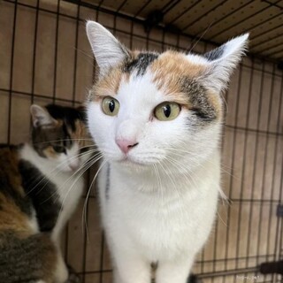 人馴れ抜群なふーちゃん　みーちゃんとペアで